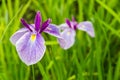 Yellow and purple iris on the water front Royalty Free Stock Photo