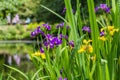 Yellow and purple iris on the water front Royalty Free Stock Photo