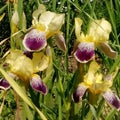 Yellow purple irises in the grass
