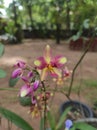 Yellow and purple mixed wild orchid flowers Royalty Free Stock Photo