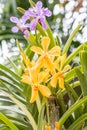 Yellow Purple Mokara orchid in farm.