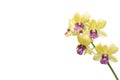 Yellow and Purple orchid bouquet flower bloom in the garden isolated on white background. Royalty Free Stock Photo