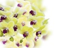 Yellow And Purple Orchid Flowers Royalty Free Stock Photo