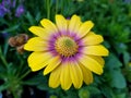 Yellow and purple Osteospermum `Blushing Beauty` at full bloom Royalty Free Stock Photo