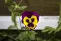 Yellow and purple Pansie Royalty Free Stock Photo