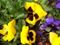 Yellow & Purple Pansies Royalty Free Stock Photo