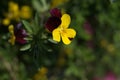 Yellow-Purple pansy Royalty Free Stock Photo