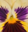 Yellow and purple pansy center