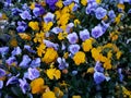 yellow and purple pansy flower in a garden in winter season Royalty Free Stock Photo