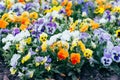 Many flowers, pansies, flowerbeds. Yellow and purple Pansy Flowers in the garden