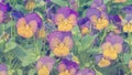 Yellow with purple pansy flowers