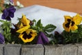 Yellow and Purple Pansy Flowers in Sunlight With Snow Royalty Free Stock Photo