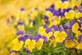 Yellow and Purple Petunias