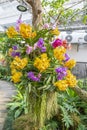 The Yellow and purple Phalaenopsis orchid on big tree in garden Royalty Free Stock Photo