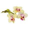 Yellow with purple pistils branch orchid flowers, Orchidaceae, Phalaenopsis known as the Moth Orchid. Royalty Free Stock Photo