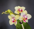 Yellow with purple pistils branch orchid flowers, Orchidaceae, Phalaenopsis known as the Moth Orchid. Royalty Free Stock Photo