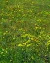 Yellow, purple and red flowers in green field. Royalty Free Stock Photo