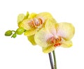 Yellow with purple spots branch orchid flowers, Orchidaceae, Phalaenopsis known as the Moth Orchid. Royalty Free Stock Photo