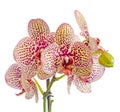 Yellow with purple spots branch orchid flowers, Orchidaceae, Phalaenopsis known as the Moth Orchid. Royalty Free Stock Photo