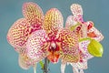 Yellow with purple spots branch orchid flowers, Orchidaceae, Phalaenopsis known as the Moth Orchid. Royalty Free Stock Photo