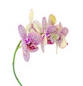 Yellow with purple spots branch orchid flowers, Orchidaceae, Phalaenopsis known as the Moth Orchid Royalty Free Stock Photo