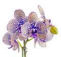 Yellow with purple spots branch orchid flowers, Orchidaceae, Phalaenopsis known as the Moth Orchid Royalty Free Stock Photo