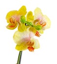 Yellow with purple spots branch orchid flowers, Orchidaceae, Phalaenopsis known as the Moth Orchid Royalty Free Stock Photo