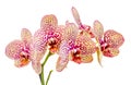 Yellow with purple spots branch orchid flowers, Orchidaceae, Phalaenopsis known as the Moth Orchid Royalty Free Stock Photo