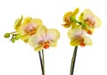 Yellow with purple spots branch orchid flowers, Orchidaceae, Phalaenopsis known as the Moth Orchid Royalty Free Stock Photo