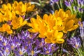 Yellow and purple spring flowers, colorful crocus Royalty Free Stock Photo