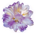 Yellow-purple  tulip flower  on white isolated background with clipping path. Closeup. For design. Royalty Free Stock Photo