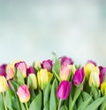 Bouquet of yellow and purple tulip flowers Royalty Free Stock Photo