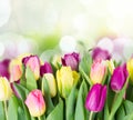 Bouquet of yellow and purple tulip flowers Royalty Free Stock Photo