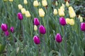 Yellow and purple tulip spring flowers Royalty Free Stock Photo