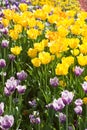 Yellow and purple tulips Royalty Free Stock Photo