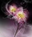 Yellow-purple  tulips.Floral purple and black  background in curls of smoke. Close-up. Royalty Free Stock Photo