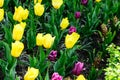 Yellow and purple tulips flowers close up blooming in the garden spring card Royalty Free Stock Photo