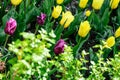 Yellow and purple tulips flowers close up blooming in the garden spring card Royalty Free Stock Photo