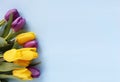 Yellow and purple tulips on a light blue background. Royalty Free Stock Photo