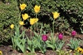 Yellow and Purple Tulips in Park Royalty Free Stock Photo