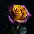 Yellow purple violet rose with water droplets, unusual unique flower, isolated on black close-up, Royalty Free Stock Photo