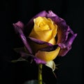 Yellow purple violet rose with water droplets, unusual unique flower, isolated on black close-up,