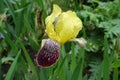 1 yellow, purple and white flower of Iris germanica Royalty Free Stock Photo