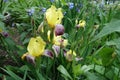 Yellow, purple and white flowers of Iris germanica Royalty Free Stock Photo