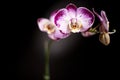 Yellow Purple and White Orchid Black Background Royalty Free Stock Photo