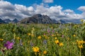 Yellow and Purple Wildflowers in Foreground