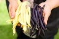 Yellow and purples bean pods haricot in the hands of a farmer in the garden