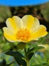 Yellow Purslane in the evening