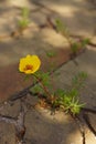 Yellow purslane flower grow in a summer stone road Royalty Free Stock Photo