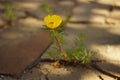 Yellow purslane flower grow in a sunny stone road Royalty Free Stock Photo